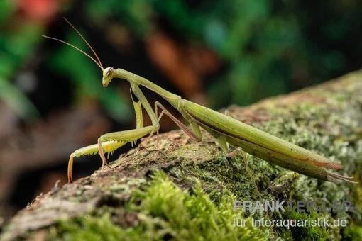 Europäische Gottesanbeterin, Mantis Religiosa -Aquatlantis Verkauf Europaeische Gottesanbeterin Mantis religiosa neu 2