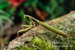 Europäische Gottesanbeterin, Mantis Religiosa -Aquatlantis Verkauf Europaeische Gottesanbeterin Mantis religiosa neu 3