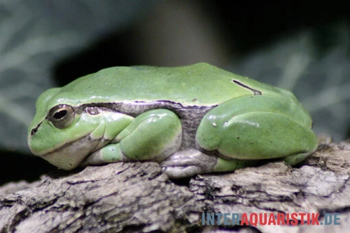 Europäischer Laubfrosch, Hyla Arborea -Aquatlantis Verkauf Europaeischer Laubfrosch Hyla arborea