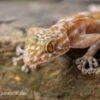 Fächerfingergecko, Ptyodactylus Ragazzi -Aquatlantis Verkauf Faecherfingergecko Ptyodactylus ragazzi 1