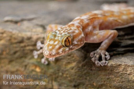 Fächerfingergecko, Ptyodactylus Ragazzi -Aquatlantis Verkauf Faecherfingergecko Ptyodactylus ragazzi 1