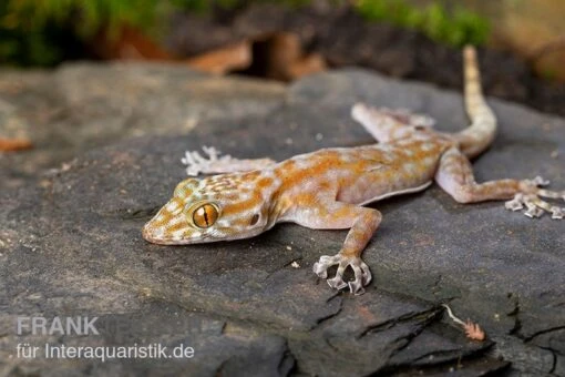 Fächerfingergecko, Ptyodactylus Ragazzi -Aquatlantis Verkauf Faecherfingergecko Ptyodactylus ragazzi 2