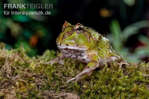 Fantasy Pacman Frog Grün, Ceratophrys Cornuta X Ceratophrys Cranwelli -Aquatlantis Verkauf Fantasy Pacman Frog gruen C cornuta x C cranwelli 02