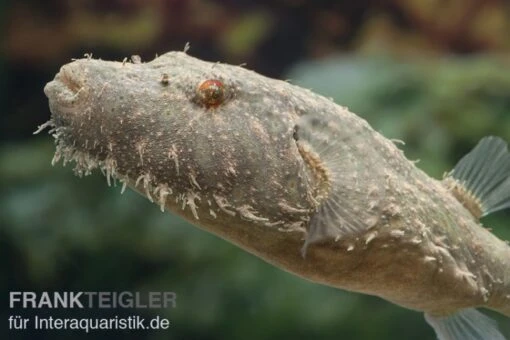 Fetzenkugelfisch, Tetraodon Baileyi (Rarität) -Aquatlantis Verkauf Fetzenkugelfisch Tetraodon baileyi neu