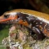 Feuerskink, Riopa Fernandi -Aquatlantis Verkauf Feuerskink Riopa fernandi