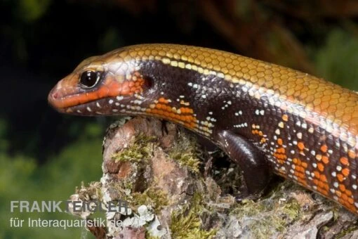 Feuerskink, Riopa Fernandi -Aquatlantis Verkauf Feuerskink Riopa fernandi