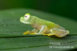 Aquatlantis Verkauf -Aquatlantis Verkauf Fleischmanns Glasfrosch Hyalinobatrachium fleischmanni 1