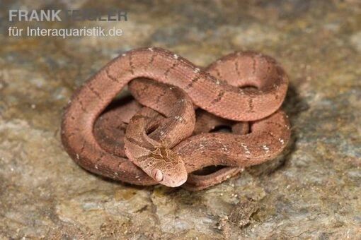 Gansi-Eierschlange, Dasypeltis Gansi -Aquatlantis Verkauf Gansi Eierschlange Dasypeltis gansi neu 1