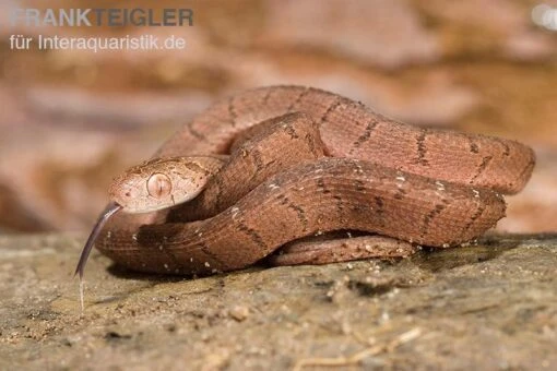 Gansi-Eierschlange, Dasypeltis Gansi -Aquatlantis Verkauf Gansi Eierschlange Dasypeltis gansi neu 2