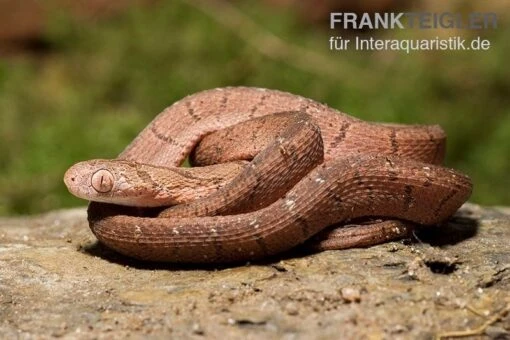 Gansi-Eierschlange, Dasypeltis Gansi -Aquatlantis Verkauf Gansi Eierschlange Dasypeltis gansi neu 3