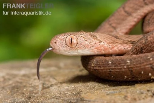 Gansi-Eierschlange, Dasypeltis Gansi -Aquatlantis Verkauf Gansi Eierschlange Dasypeltis gansi neu 4