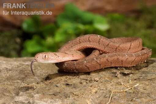 Gansi-Eierschlange, Dasypeltis Gansi -Aquatlantis Verkauf Gansi Eierschlange Dasypeltis gansi neu 5