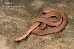 Gansi-Eierschlange, Dasypeltis Gansi -Aquatlantis Verkauf Gansi Eierschlange Dasypeltis gansi neu 6