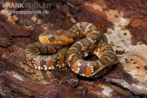 Gebänderte Wassernatter, Nerodia Fasciata -Aquatlantis Verkauf Gebaenderte Wassernatter Nerodia fasciata 1