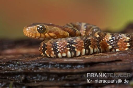 Gebänderte Wassernatter, Nerodia Fasciata -Aquatlantis Verkauf Gebaenderte Wassernatter Nerodia fasciata 2