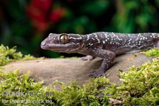 Gebänderter Blattzehengecko, Hemidactylus Fasciatus -Aquatlantis Verkauf Gebaenderter Blattzehengecko Hemidactylus fasciatus 2