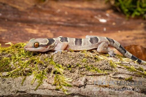 Gebänderter Blattzehengecko, Hemidactylus Fasciatus -Aquatlantis Verkauf Gebaenderter Blattzehengecko Hemidactylus fasciatus 3