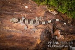 Gebänderter Blattzehengecko, Hemidactylus Fasciatus -Aquatlantis Verkauf Gebaenderter Blattzehengecko Hemidactylus fasciatus 4