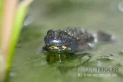 Aquatlantis Verkauf -Aquatlantis Verkauf Gelbbauchunke Bombina variegata 2