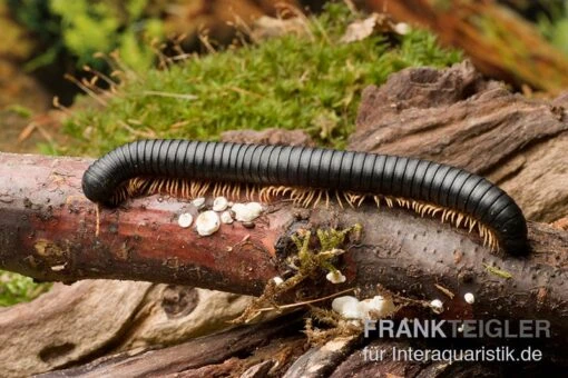 Gelbfüssiger Tausendfüßer, Microtrullius Uncinatus -Aquatlantis Verkauf Gelbfuessiger Tausendfuesser Microtrullius uncinatus 2