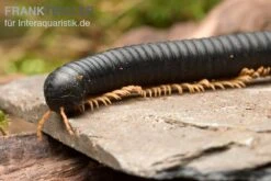 Gelbfüssiger Tausendfüßer, Microtrullius Uncinatus -Aquatlantis Verkauf Gelbfuessiger Tausendfuesser Microtrullius uncinatus 4