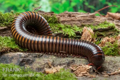 Gelbgebänderter Riesentausendfüßer, Pelmatojulus Ligulatus -Aquatlantis Verkauf Gelbgebaenderter Riesentausendfuesser Pelmatojulus ligulatus 1