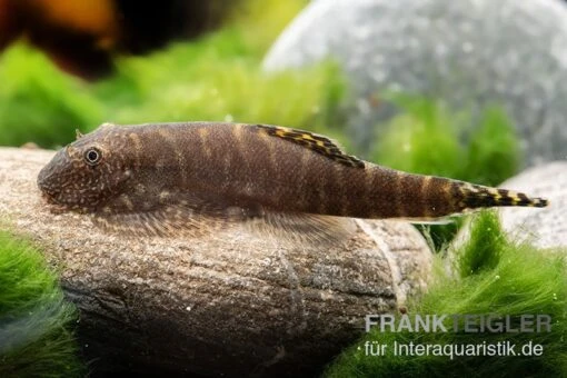 Gelbschwanz Flossensauger, Pseudogastromyzon Viriosus -Aquatlantis Verkauf Gelbschwanz Flossensauger Gastromyzon viriosus 2