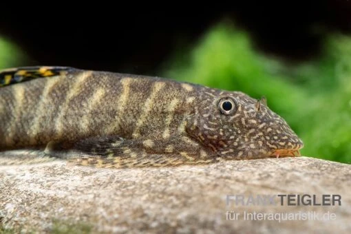 Gelbschwanz Flossensauger, Pseudogastromyzon Viriosus -Aquatlantis Verkauf Gelbschwanz Flossensauger Gastromyzon viriosus 9