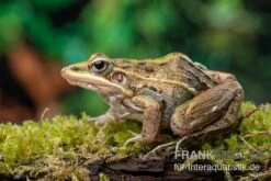 Gestreifter Grasfrosch, Ptychadena Porosissima -Aquatlantis Verkauf Gestreifter Grasfrosch Ptychadena porosissima 1