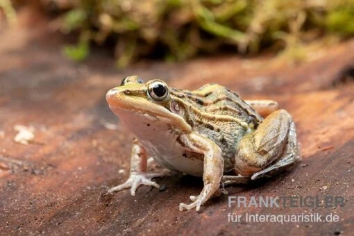 Gestreifter Grasfrosch, Ptychadena Porosissima -Aquatlantis Verkauf Gestreifter Grasfrosch Ptychadena porosissima 2