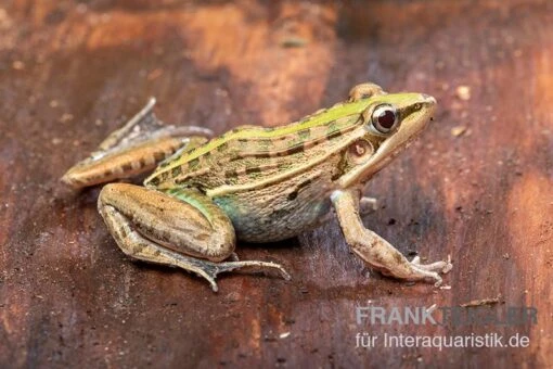 Gestreifter Grasfrosch, Ptychadena Porosissima -Aquatlantis Verkauf Gestreifter Grasfrosch Ptychadena porosissima 4