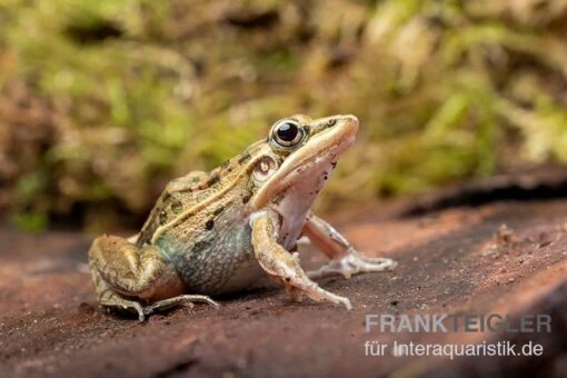 Gestreifter Grasfrosch, Ptychadena Porosissima -Aquatlantis Verkauf Gestreifter Grasfrosch Ptychadena porosissima 5