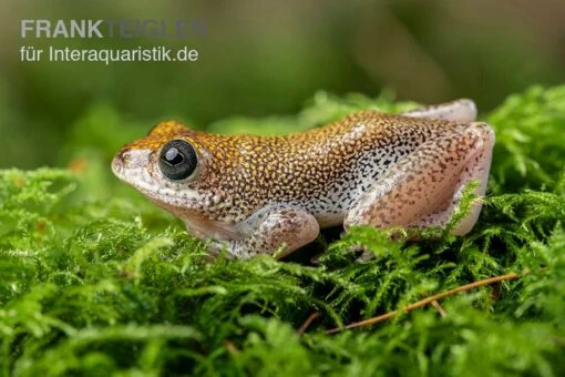 Getupfter Riedfrosch, Hyperolius Guttulatus -Aquatlantis Verkauf Getupfter Riedfrosch Hyperolius guttulatus 2