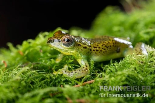 Getupfter Riedfrosch, Hyperolius Guttulatus -Aquatlantis Verkauf Getupfter Riedfrosch Hyperolius guttulatus 3