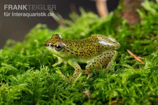 Getupfter Riedfrosch, Hyperolius Guttulatus -Aquatlantis Verkauf Getupfter Riedfrosch Hyperolius guttulatus 4