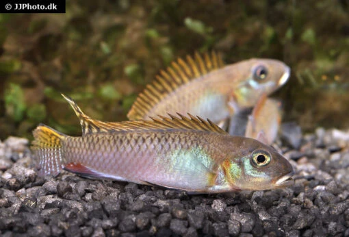 Glänzender Zwergbuntbarsch, Nanochromis Splendens, 1 Paar -Aquatlantis Verkauf Glaenzender Zwergbuntbarsch Nanochromis splendens 2