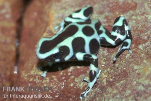 Goldbaumsteiger, Dendrobates Auratus -Aquatlantis Verkauf Goldbaumsteiger Dendrobates auratus 1