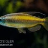 Goldener Kongosalmler, Phenacogrammus Aurantiacus -Aquatlantis Verkauf Goldener Kongosalmler Phenacogrammus aurantiacus 1