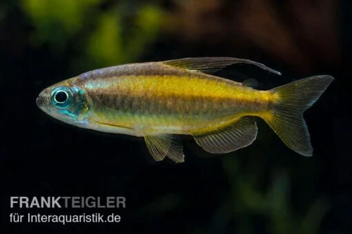 Goldener Kongosalmler, Phenacogrammus Aurantiacus -Aquatlantis Verkauf Goldener Kongosalmler Phenacogrammus aurantiacus 1