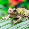 Grauer Laubfrosch, Hyla Versicolor -Aquatlantis Verkauf Grauer Laubfrosch Hyla versicolor 1