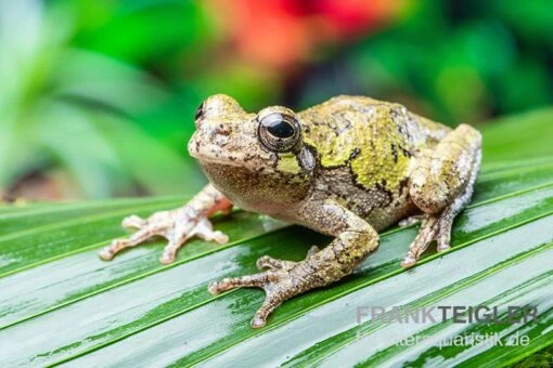 Grauer Laubfrosch, Hyla Versicolor -Aquatlantis Verkauf Grauer Laubfrosch Hyla versicolor 1