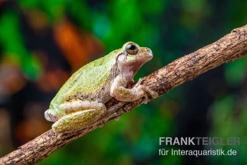 Grauer Laubfrosch, Hyla Versicolor -Aquatlantis Verkauf Grauer Laubfrosch Hyla versicolor 2