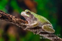 Grauer Laubfrosch, Hyla Versicolor -Aquatlantis Verkauf Grauer Laubfrosch Hyla versicolor 3