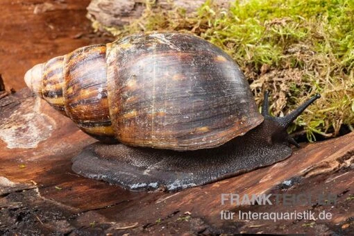 Große Achatschnecke, Archachatina Marginata Ovum -Aquatlantis Verkauf Grosse Achatschnecke Archachatina marginata ovum 1