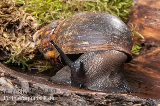 Große Achatschnecke, Archachatina Marginata Ovum -Aquatlantis Verkauf Grosse Achatschnecke Archachatina marginata ovum 2