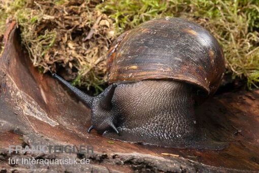 Große Achatschnecke, Archachatina Marginata Ovum -Aquatlantis Verkauf Grosse Achatschnecke Archachatina marginata ovum 3