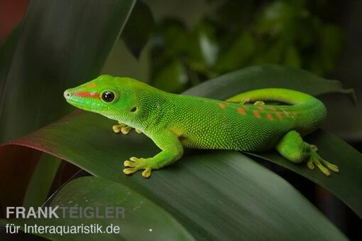 Grosser Madagaskar Taggecko, Phelsuma Mad. Grandis DNZ -Aquatlantis Verkauf Grosser Madagaskar Taggecko Phelsuma madagacariensis grandis 1