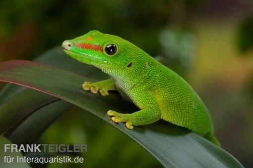 Grosser Madagaskar Taggecko, Phelsuma Mad. Grandis DNZ -Aquatlantis Verkauf Grosser Madagaskar Taggecko Phelsuma madagacariensis grandis 2