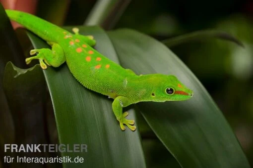 Grosser Madagaskar Taggecko, Phelsuma Mad. Grandis DNZ -Aquatlantis Verkauf Grosser Madagaskar Taggecko Phelsuma madagacariensis grandis 3