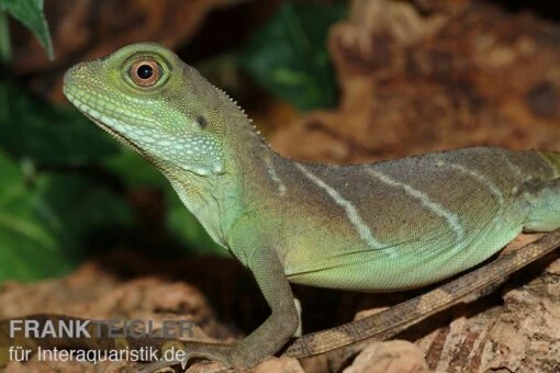 Grüne Wasseragame, Physignathus Cocincinus -Aquatlantis Verkauf Gruene Wasseragame Physignathus cocincinus 1